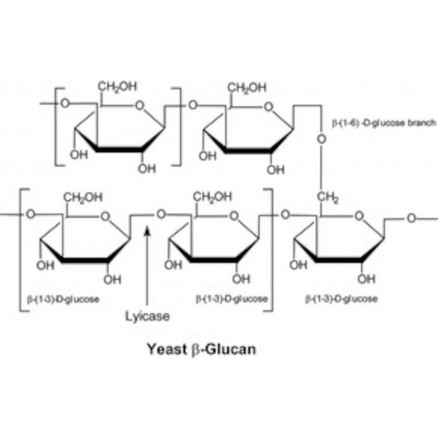 LYTICASE D'ARTHROBACTER LUTEUS >2000U/MG SIGMA L2524 - 25KU