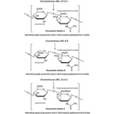 CHONDROITINASE ABC PROTEUS V. SIGMA C2905 - 2 UNITES