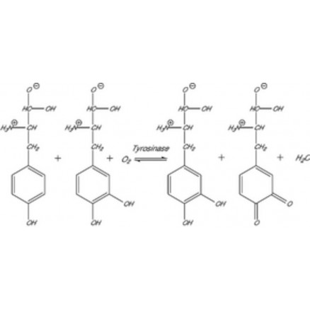 TYROSINASE DE CHAMPIGNON EN POUDRE SIGMA T3824 - 50KU