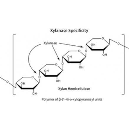 XYLANASE DE TRICHODERMA VIRIDE POUDRE SIGMA X3876 - 250UN