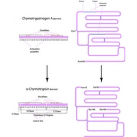 ALPHA CHYMOTRYPSINE DE PANCREAS DE BOEUF SIGMA C4129