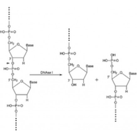 DESOXYRIBONUCLEASE I D5025 - 15KU