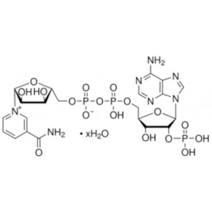 B-NICOTINAMIDE ADENINE DINUCLE OTIDE PHOSPHATE SIGMA N5755
