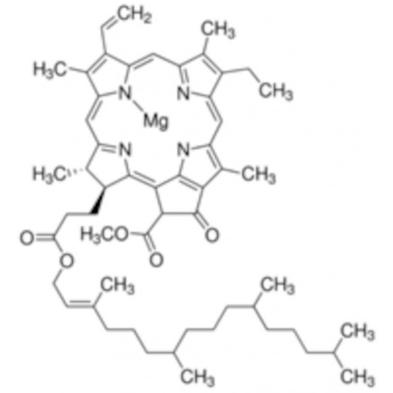 CHLOROPHYLLE A SIGMA C6144 - 1MG