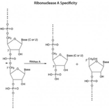 RIBONUCLEASE A DE PANCREAS DE BOEUF SIGMA R6513 - 10MG