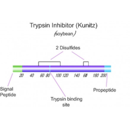 INHIBITEUR DE LA TRYPSINE T6522 - 25MG