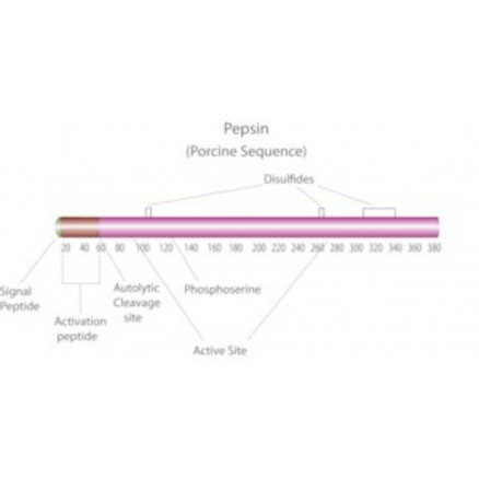 PEPSINE DE PORC POUDRE SIGMA P7000 - 1KG