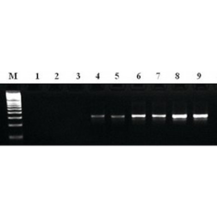 MTP TAQ DNA POLYMERASE SIGMA D7442 - 250UN