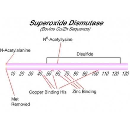 SUPEROXIDE DISMUTASE DE BOVIN - SIGMA - S7571 - 15KU