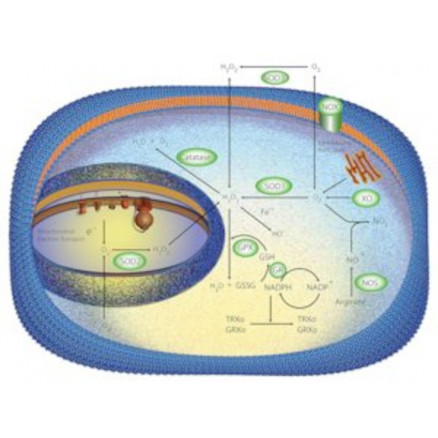 SUPEROXIDE DISMUTASE DE FOIE DE BOEUF SIGMA S8160-15KU