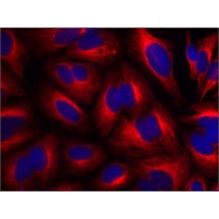MONOCLONAL ANTI-B-TUBULIN SIGMA T8328-200UL