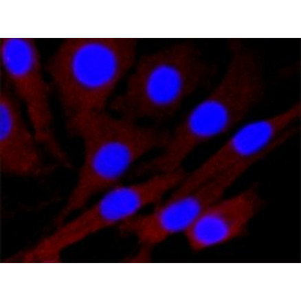 AC MONOCLONAL DE SOURIS ANTI-GAPDH SIGMA G8795 - 200UL