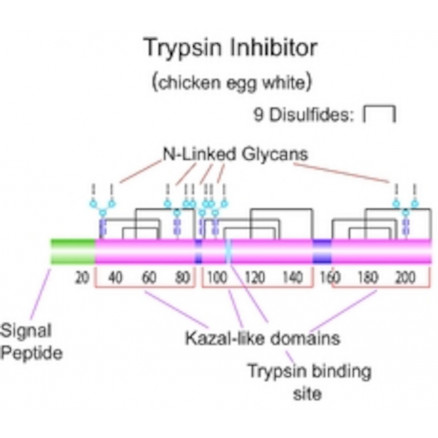 TRYPSIN INHIBITOR TYPE II-O SIGMA T9253 - 5 G