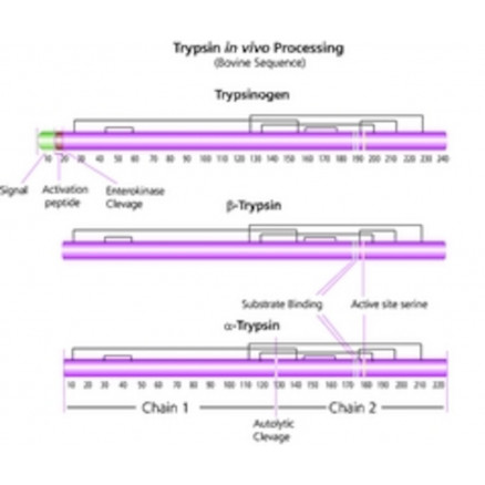 TRYPSINE DE PANCREAS DE BOVIN T1426 - 50MG