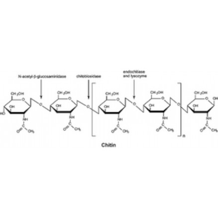 CHITINASE STREPTOMYCES GRISEUS >200 UNITS/G SIGMA C6137- P.5
