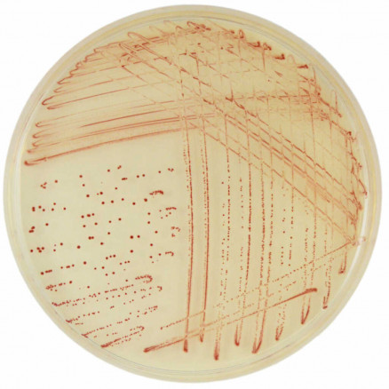 CHROMAGAR CAMPYLOBACTER QSP 5L