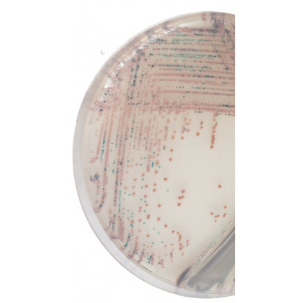 CHROMAGAR STAPH AUREUS QSP 5L