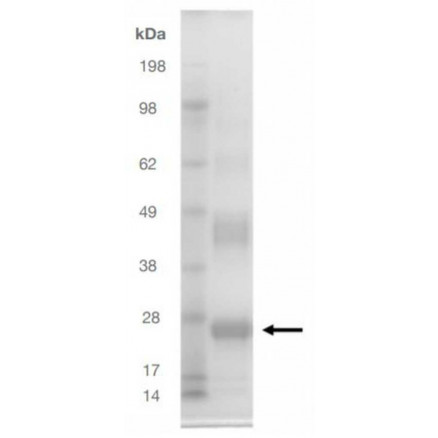 PROTEINE RECOMBINANTE IgG1 Fc HUMAINE RP87683 - 200µG