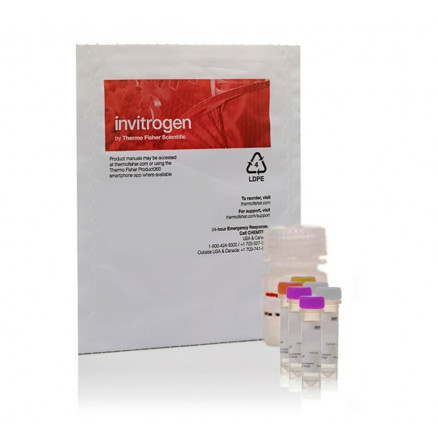 PHOSPHOLIPASE A2 EnzChek INVITROGEN E10217 - KIT