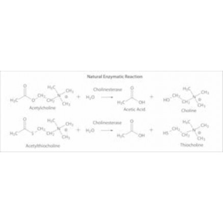 ACETYLCHOLINESTERASE TYPE V-S C2888 - PACK X500