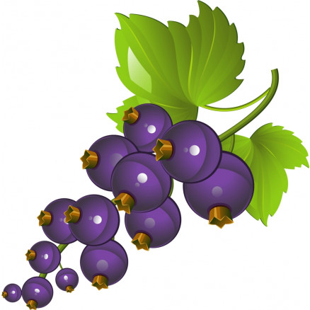 AROME NATUREL CASSIS 31% VOL CERT BIO 7.31034 - 5KG