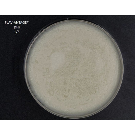 FLAV-ANTAGE DHF 10D-LE SACHET