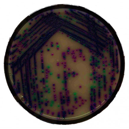 CHROMAGAR SALMONELLA PLUS QSP 5L FOND OPAQUE