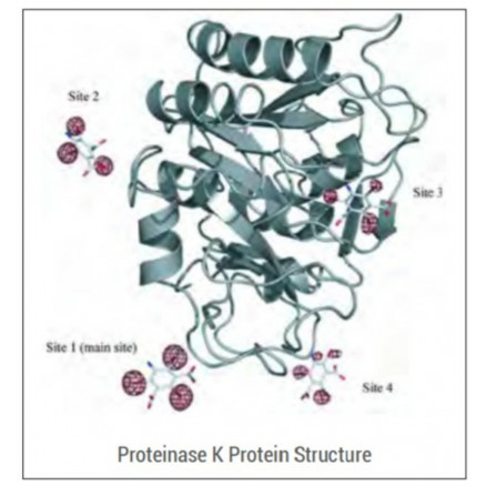 PROTEINASE K TRITIRACHIUM ALBUM POUDRE - 100MG