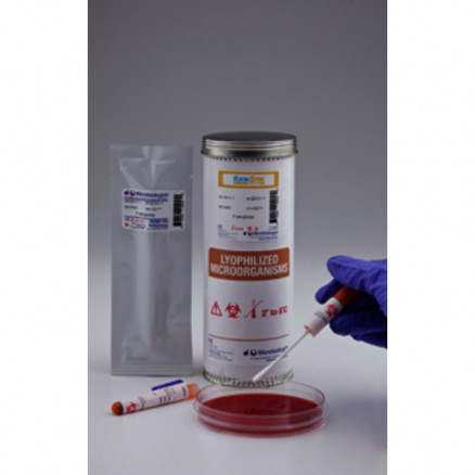 KWIK-STIK PAENIBACILLUS POLYMY -XA ATCC43865TM - 2 ECOUV.