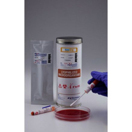 KWIK-STIK STAPH. AUREUS ATCC6538TM-2 ECOUV.
