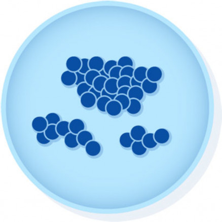 KWIK-STIK STREPTO. PNEUMONIAE ATCC49619TM-2 ECOUV.
