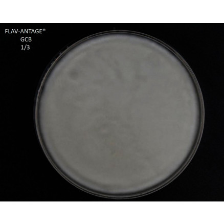 FLAV-ANTAGE GCB 2D PACK X25 SACHETS