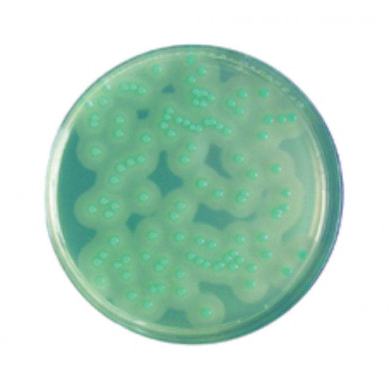 CHROMOCULT LISTERIA AGAR SELON OTTOVIANI&AGOSTI 427-500G