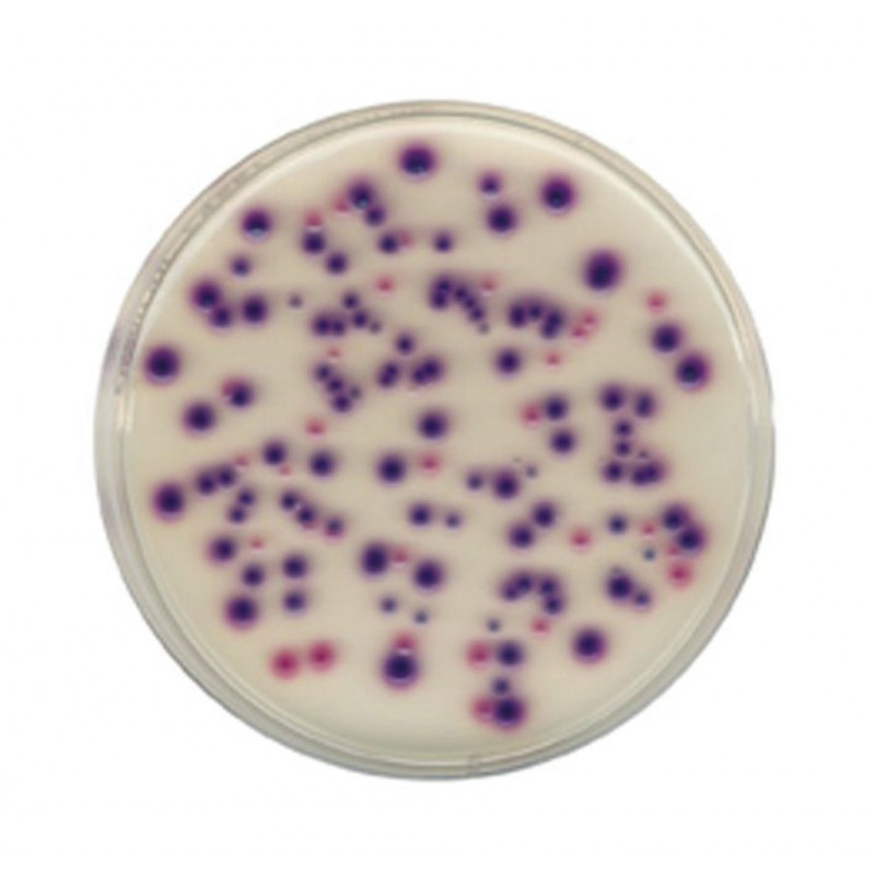 CHROMOCULT ENTEROCOQUES AGAR MERCK 950-500G