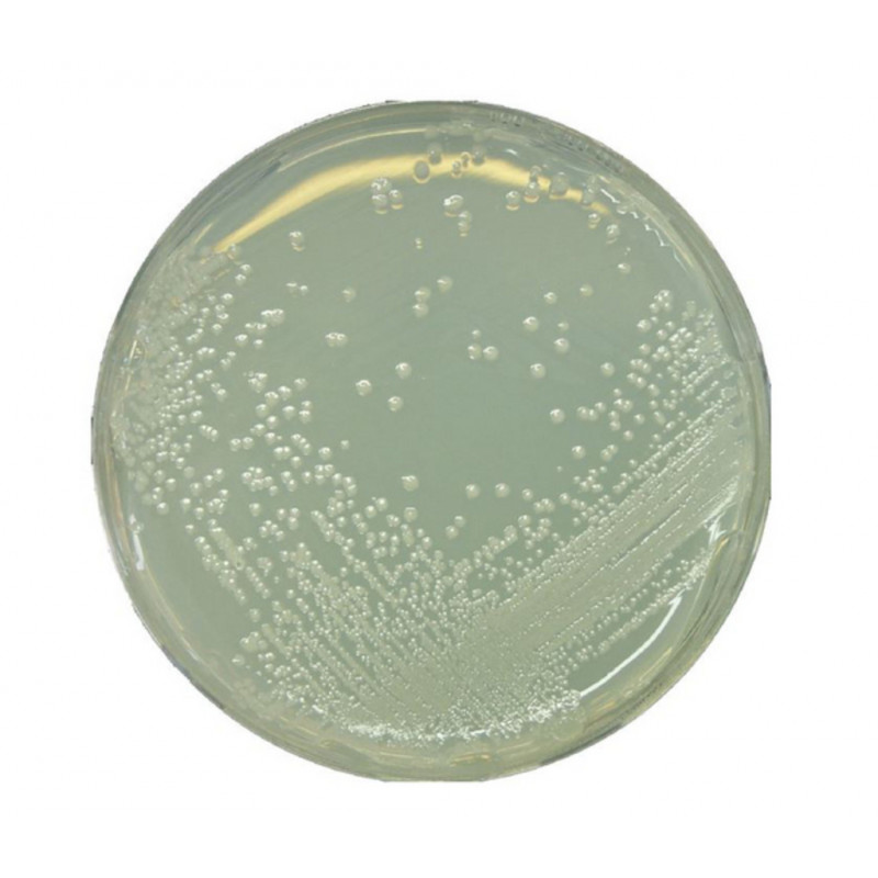 AGAR BAT POUR MICROBIOLOGIE MERCK 7994-500G