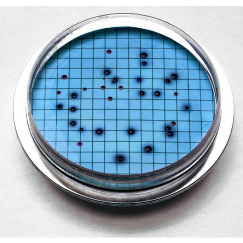 M-COLIBLUE HACH 2608450 - 50 AMPOULES