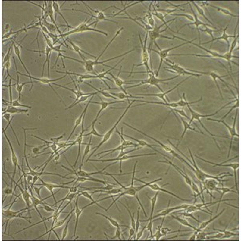 HUMAN EPIDERMAL MELANOCYTES SIGMA 104-05A