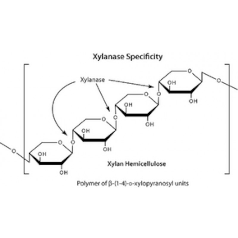 XYLANASE DE THERMOMYCES LANUGI NOSUS SIGMA X2753 - 10G
