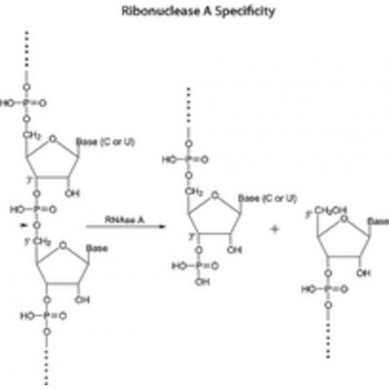 RIBONUCLEASE A DE PANCREAS DE BOEUF - SIGMA - R4642 - 1G