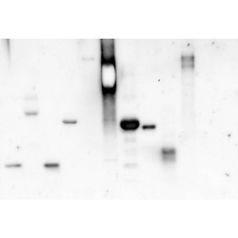 CONCANAVALIN A POUDRE SIGMA L6397 - 1MG