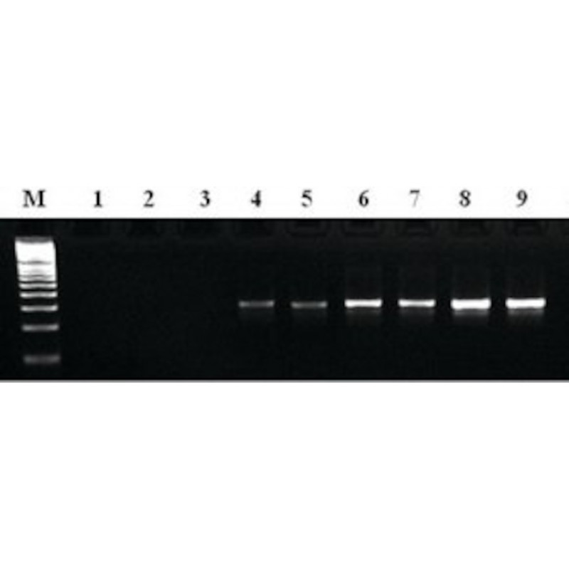 MTP TAQ DNA POLYMERASE SIGMA D7442 - 250UN