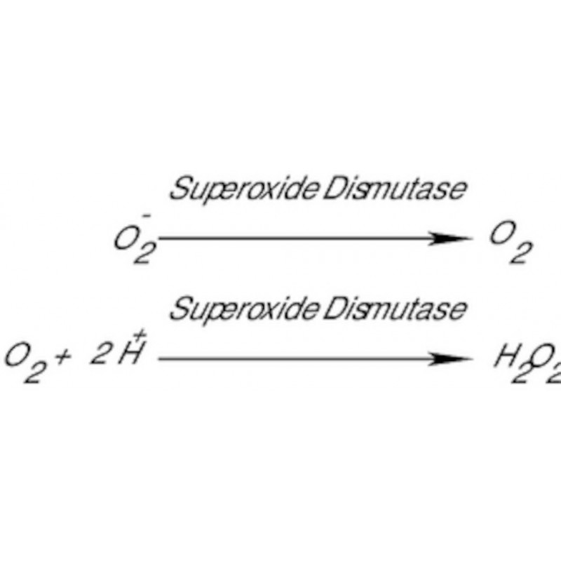 SUPEROXYDE DISMUTASE BOVINE SIGMA S9697 - 15KU