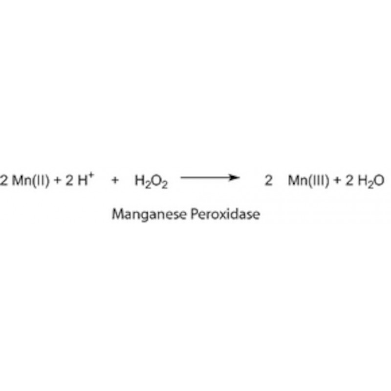 MANGANESE PEROXIDASE EN POUDRE >20U/G SIGMA 93014 - 10MG