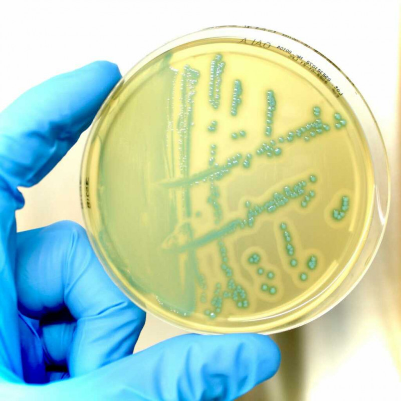 OA LISTERIA GELOSE LF 10620-20 BTES 90MM