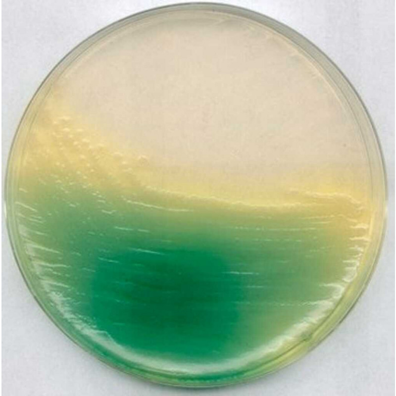 AGAR B DE KING (BASE) (DANSK STANDARD) - 110991 - 500G