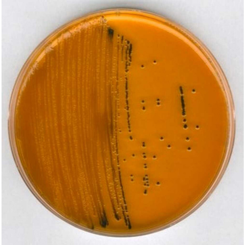 AGAR DHL SELON SAKAZAKI GRANUCULT PLUS - 103867 - 500G