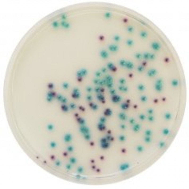 CHROMAGAR PSEUDOMONAS + ENTEROBACTERIES - QSP 5L