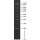1 KB LADDER TAMPONNE EN SOL. AQUEUSE SIGMA D0428 - 1VL