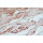 ANTI-ACTIN N-TERMINAL ANTIBODY PROD IN RABBIT SIGMA A2103-200