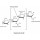 HYALURONIDASE DE BOVIN POUDRE TYPE I-S SIGMA H3506 - 100MG